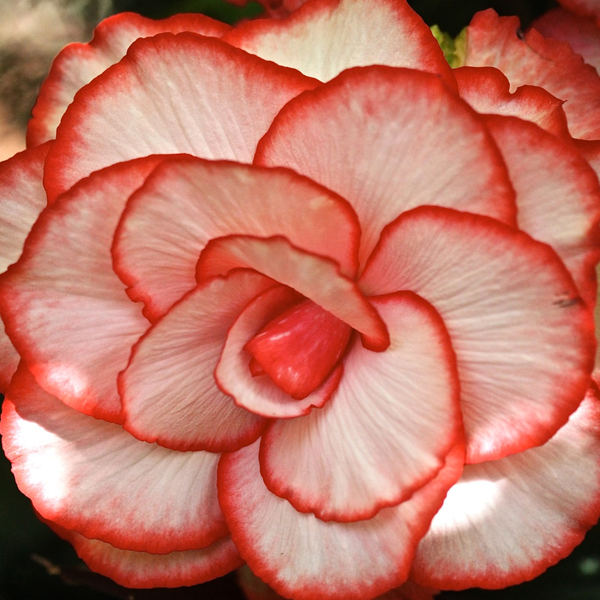 White-Red Begonia Flower Seeds