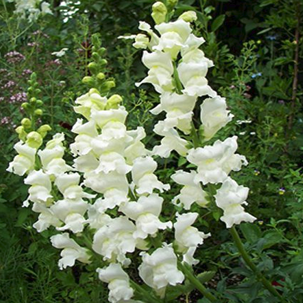 Pure White Snapdragon Flower Seeds