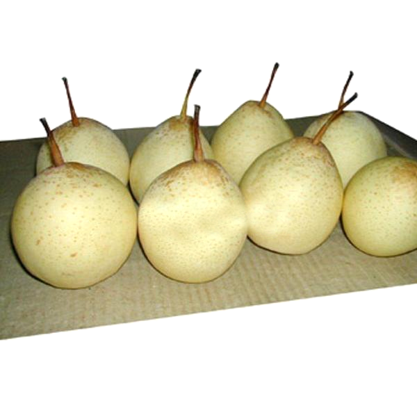 Chinese White Sand Pear Seeds