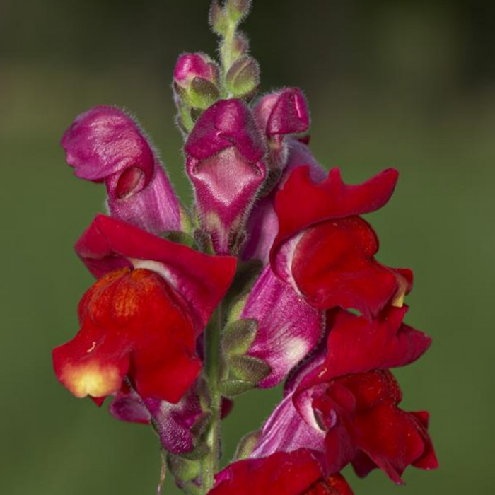 Red Snapdragon Flower Seeds