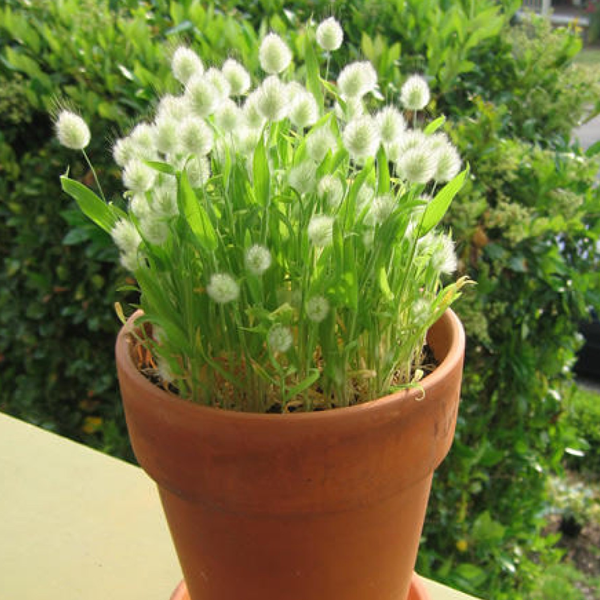 White Bunny Tails Adorable Ornamental Grass Seeds