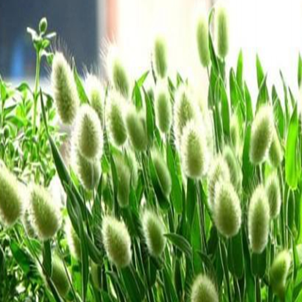 White Bunny Tails Adorable Ornamental Grass Seeds