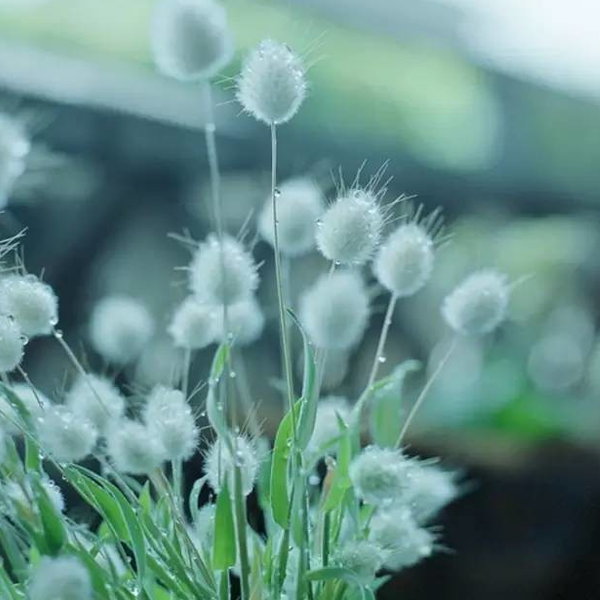 White Bunny Tails Adorable Ornamental Grass Seeds