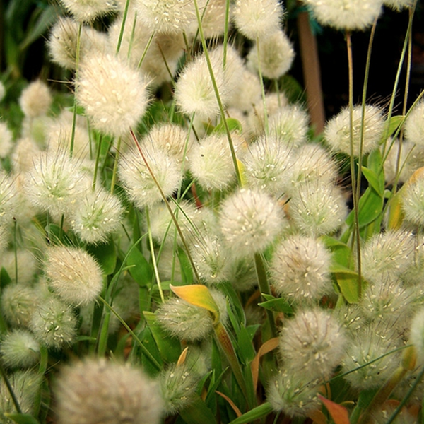 White Bunny Tails Adorable Ornamental Grass Seeds