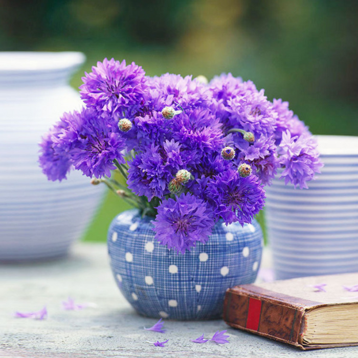 Violet Centaurea Cyanus Flower Seeds