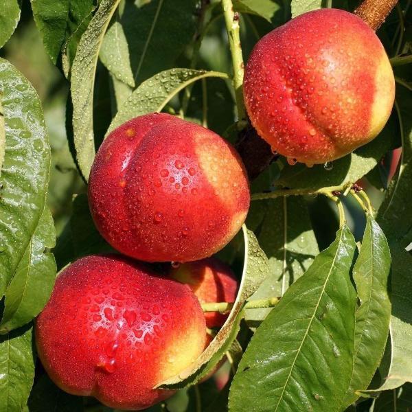 Nectarine Peach Fresh Fruit Seeds