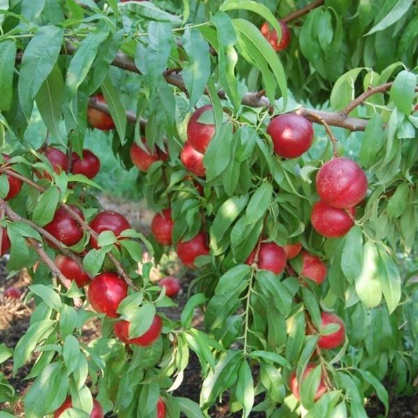 Nectarine Peach Fresh Fruit Seeds