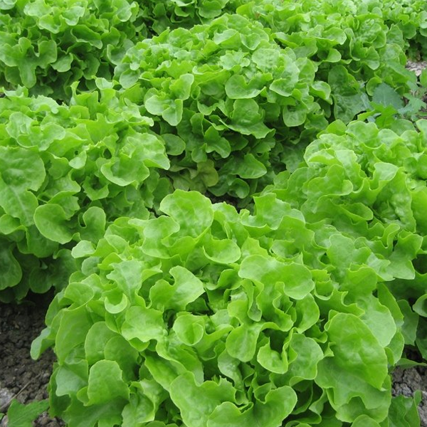 Butter Lettuce Vegetable Seeds