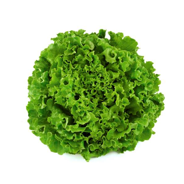 Butter Lettuce Vegetable Seeds