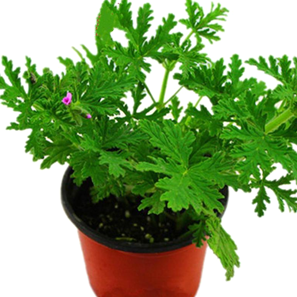 Buster vanilla Herb Seeds