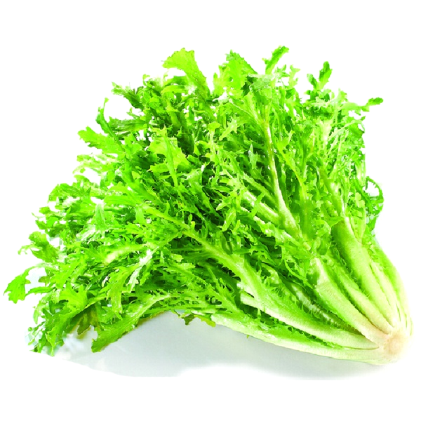 Green Thin Endive and Escarole Vegetable Seeds