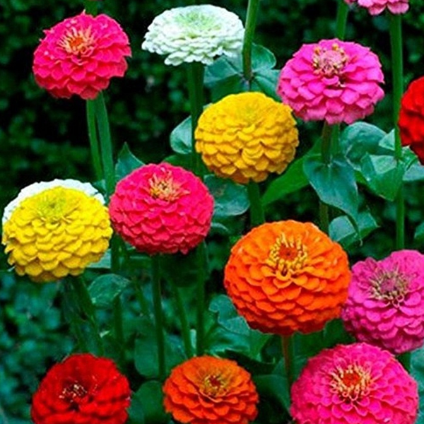 Gorgeous California Giant Zinnia Flower Seeds