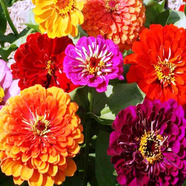 Gorgeous California Giant Zinnia Flower Seeds