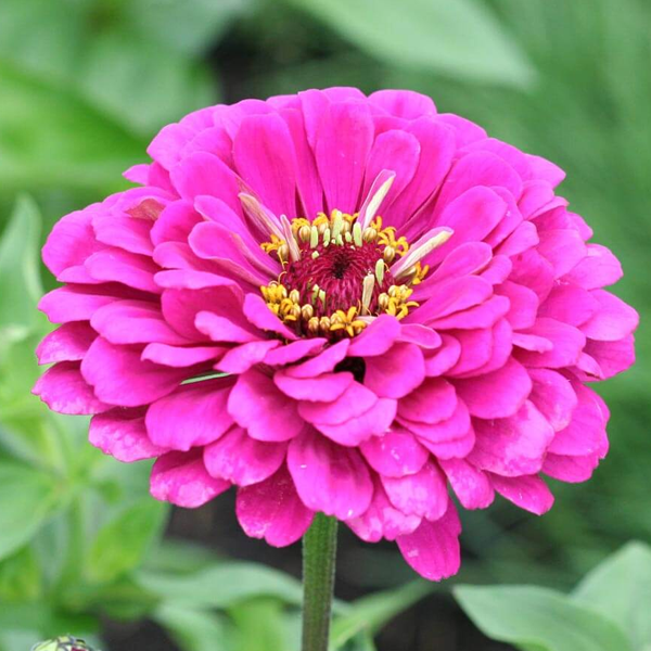 Gorgeous California Giant Zinnia Flower Seeds