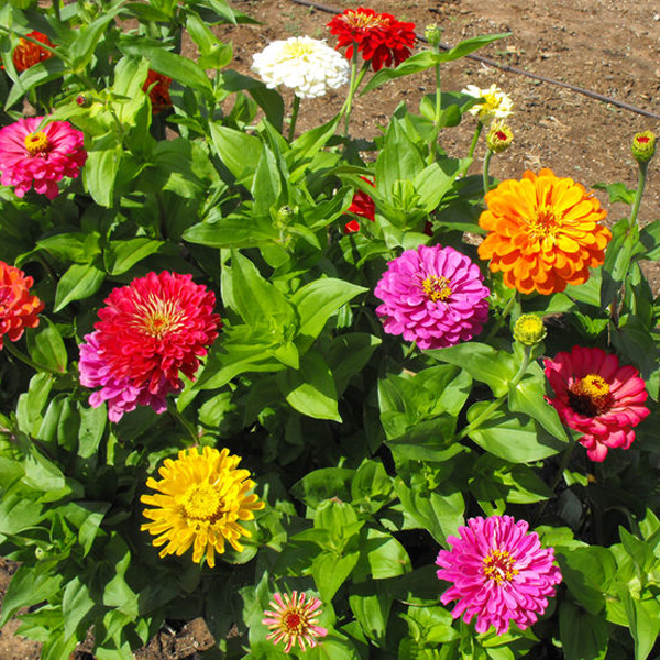 Gorgeous California Giant Zinnia Flower Seeds