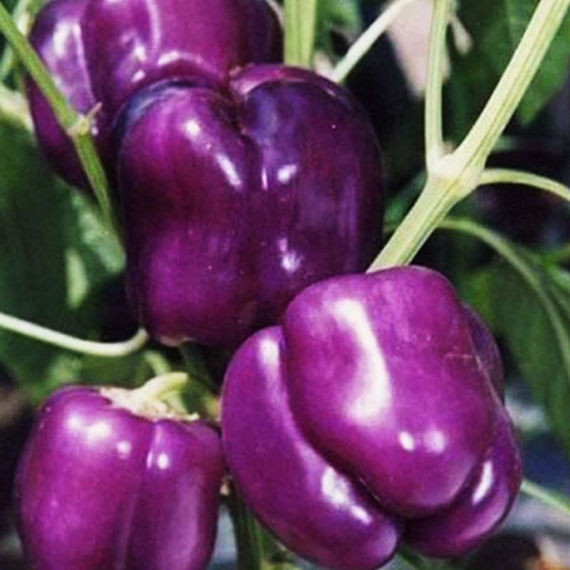 dark-purple-hot-pepper-seeds-american-seed-store