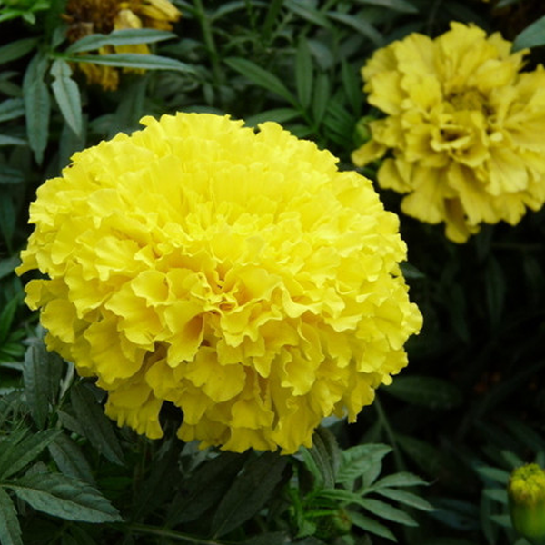 Yellow Longevity Marigold Flower Seeds — American Seed Store