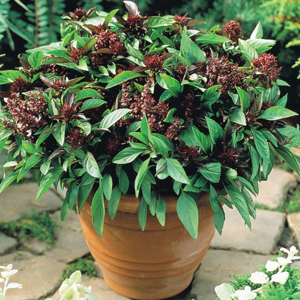 Thai Basil Siam Queen Ornamental Plant Seeds