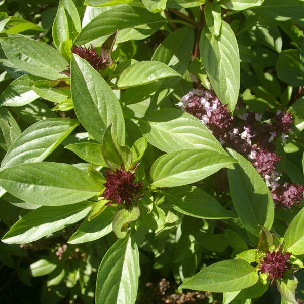 Thai Basil Siam Queen Ornamental Plant Seeds