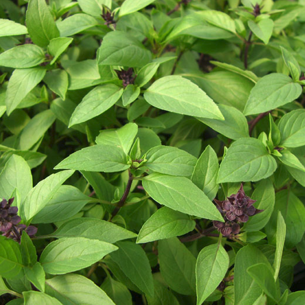 Thai Basil Siam Queen Ornamental Plant Seeds