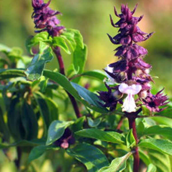 Thai Basil Siam Queen Ornamental Plant Seeds