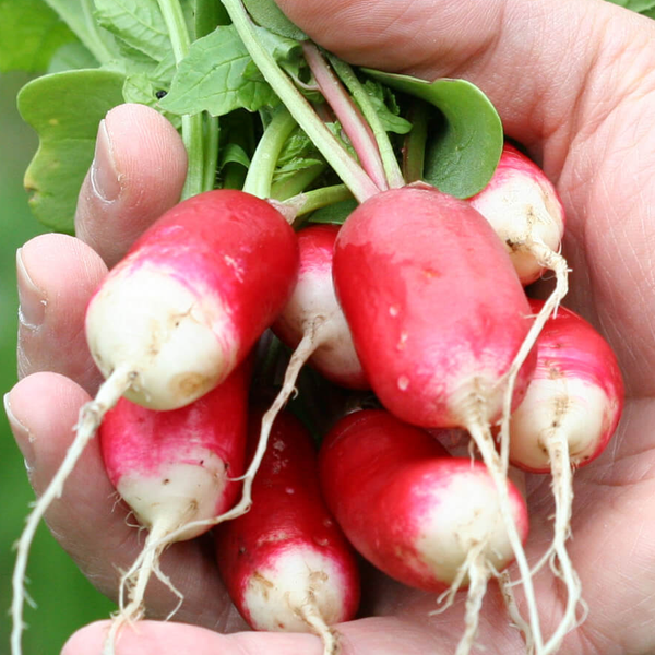 French Radish Vegetable Seeds