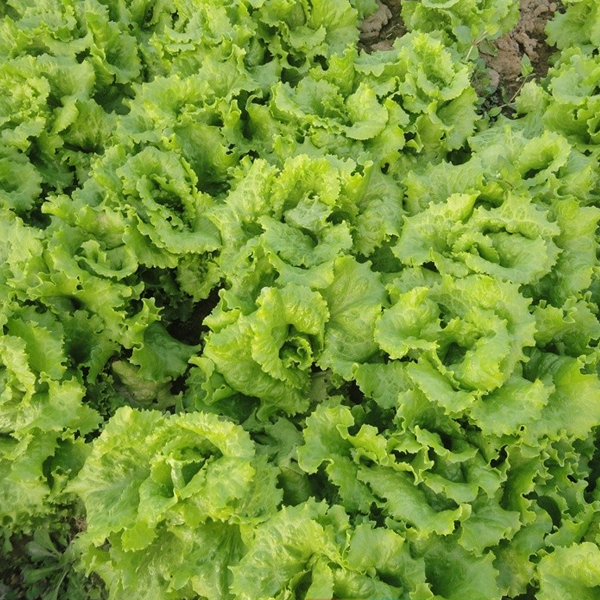 Glass Lettuce Vegetable Seeds