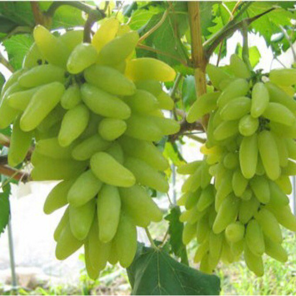 Gold Long Finger Grape Seeds