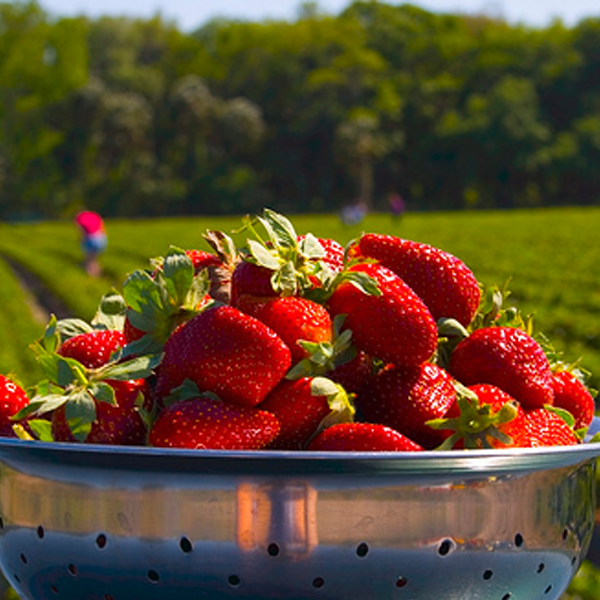 Four Seasons Potted Red Strawberry Seeds