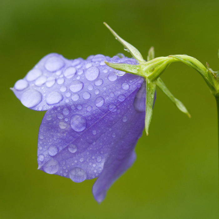 Abutilon Striatum Bellflower Seeds