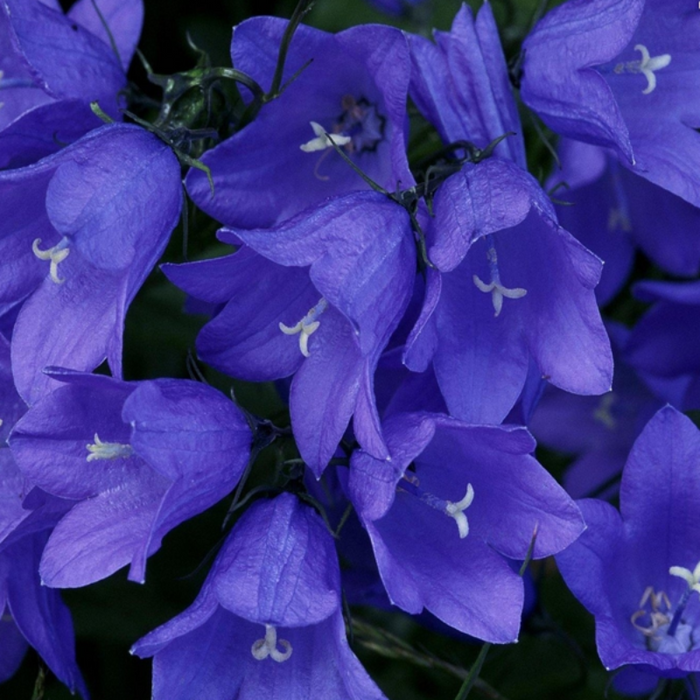 Abutilon Striatum Bellflower Seeds