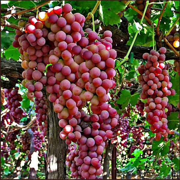 Organic Deep Purple Grape Seeds — American Seed Store