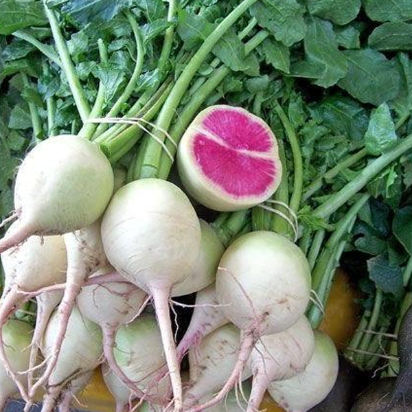 Watermelon Red Radish Vegetable Seeds