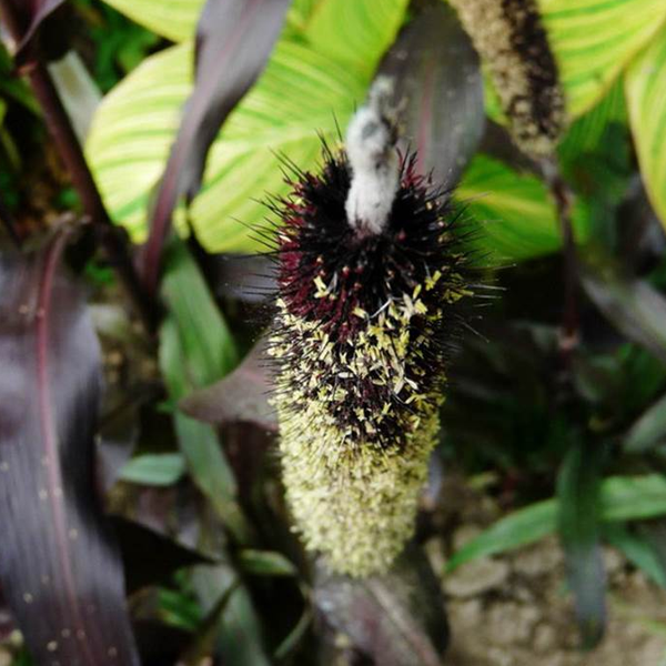 Wolf Tail Ornamental Grass Seeds