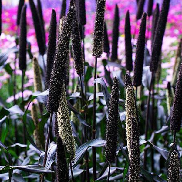 Wolf Tail Ornamental Grass Seeds