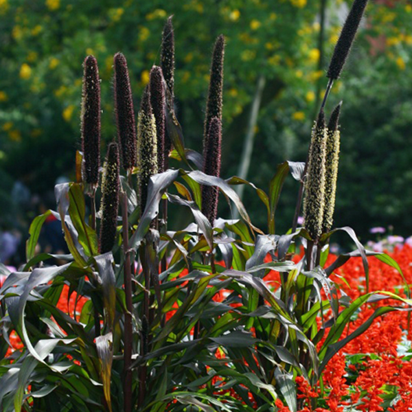 Wolf Tail Ornamental Grass Seeds