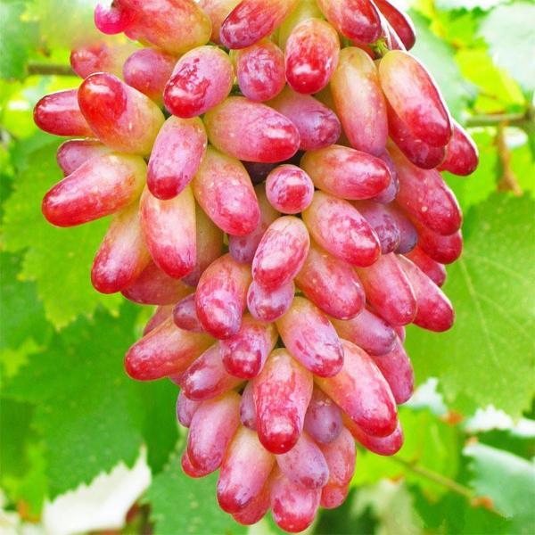 Natural Growth Sweet Grape Seeds