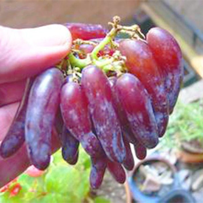 Advanced Finger Grape Fruit Seeds