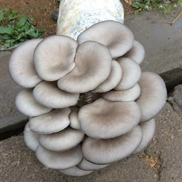 white button Mushroom seeds