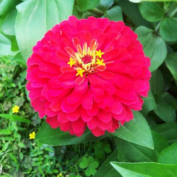 Multi-Colored Elegant Flower Seeds