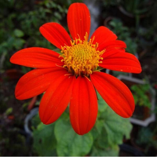 Tithonia Rotundifolia Sunflower Seed