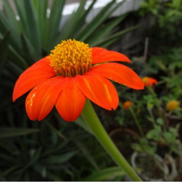 Tithonia Rotundifolia Sunflower Seed