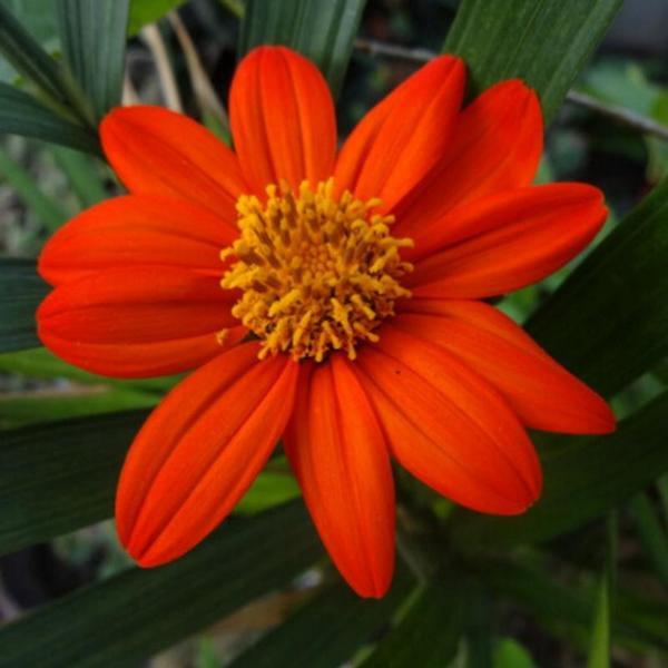 Tithonia Rotundifolia Sunflower Seed