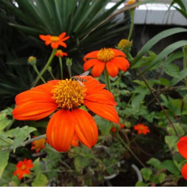 Tithonia Rotundifolia Sunflower Seed