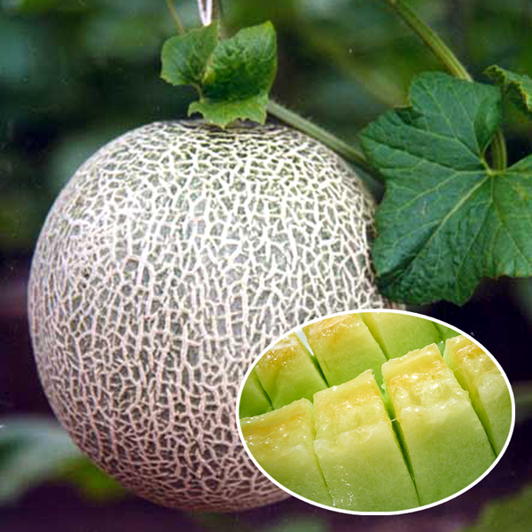 Cantaloupe Melon Vegetable Fruit Seeds