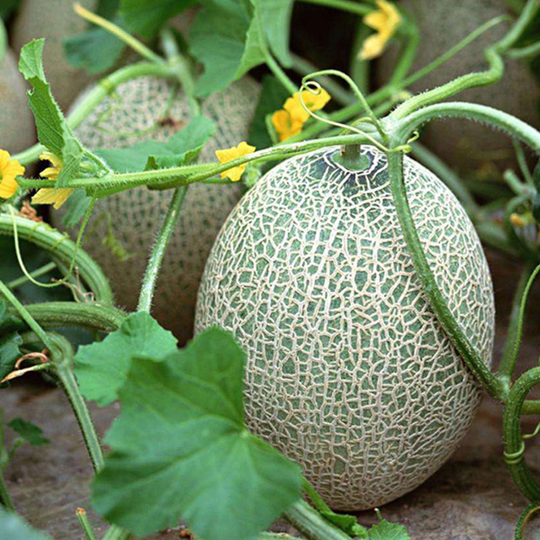 Cantaloupe Melon Vegetable Fruit Seeds