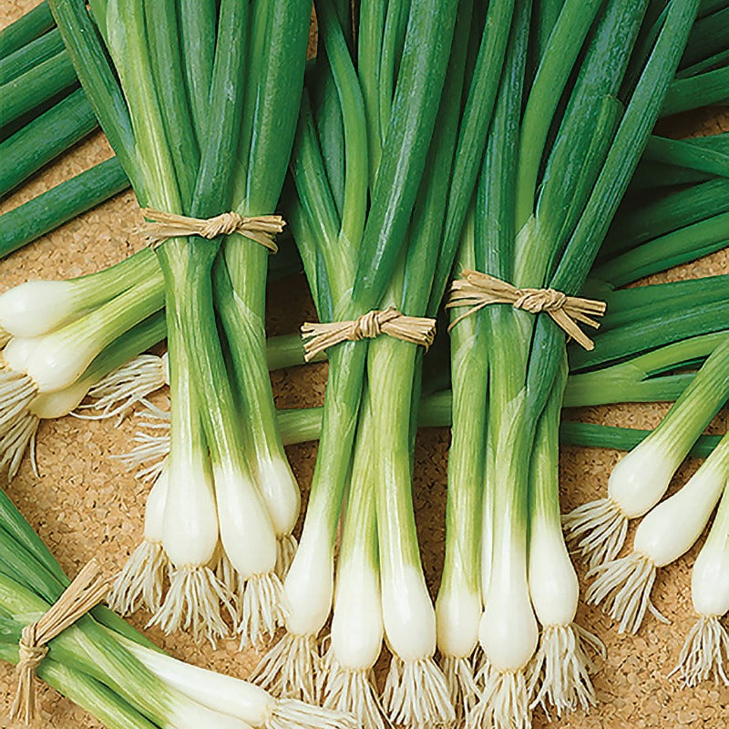 Long White Onion Seeds — American Seed Store