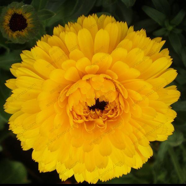 Marigold Calendula Officinalis Seeds