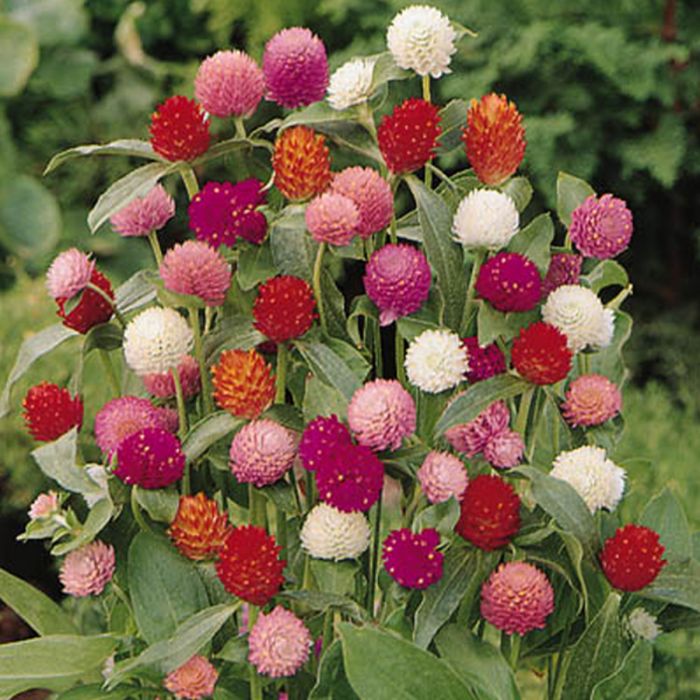 Amaranth Multicolor Seeds