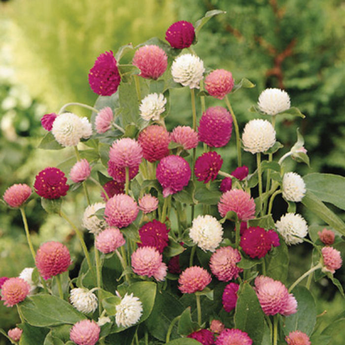 Amaranth Multicolor Seeds